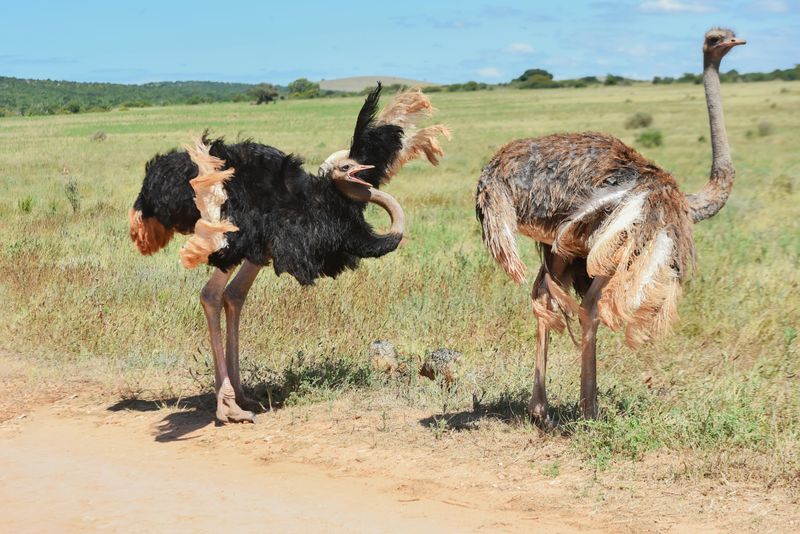 Ostriches