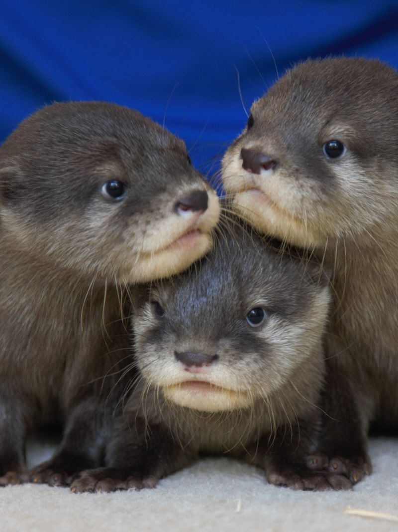 Otter Pup