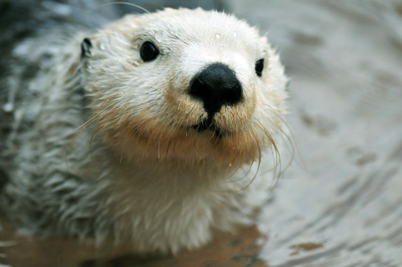 Otter