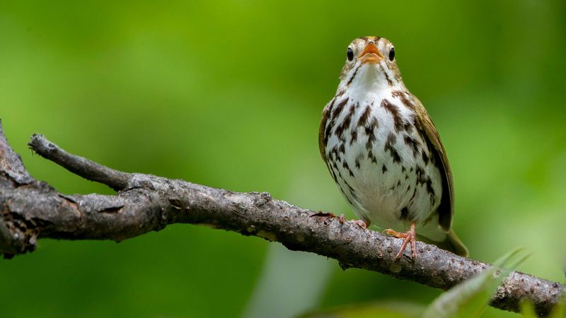 Ovenbird