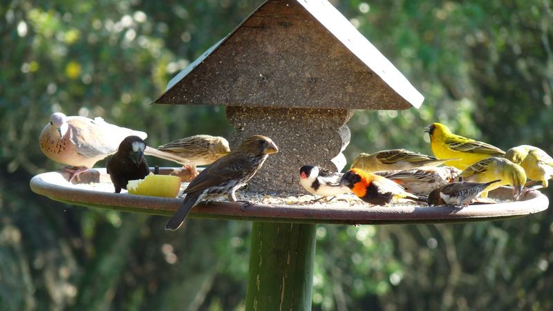 Overcrowded Feeders