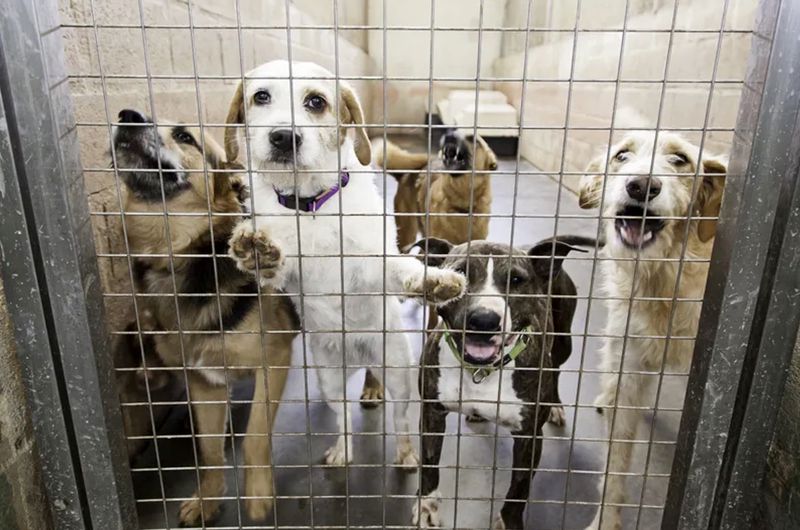 Overcrowded Shelter Conditions