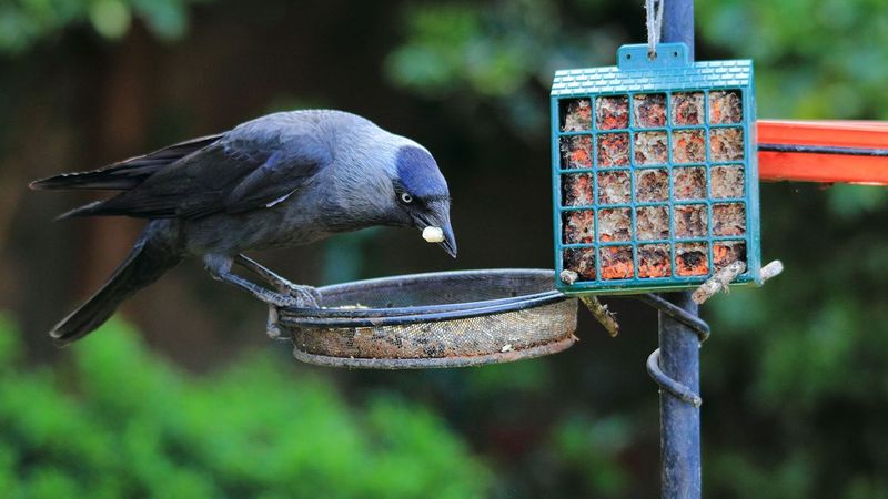 Overlooking Feeder Repairs