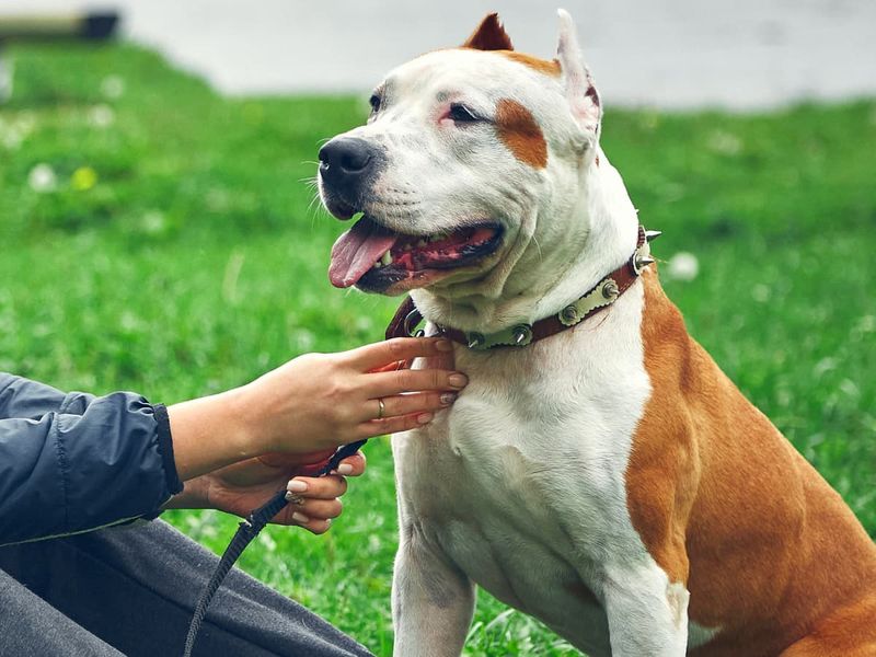 Overlooking Leash Laws