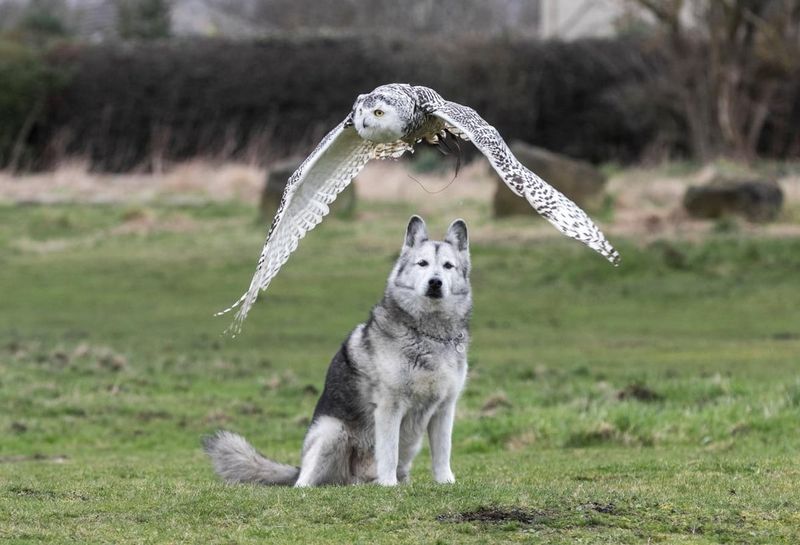 Owls