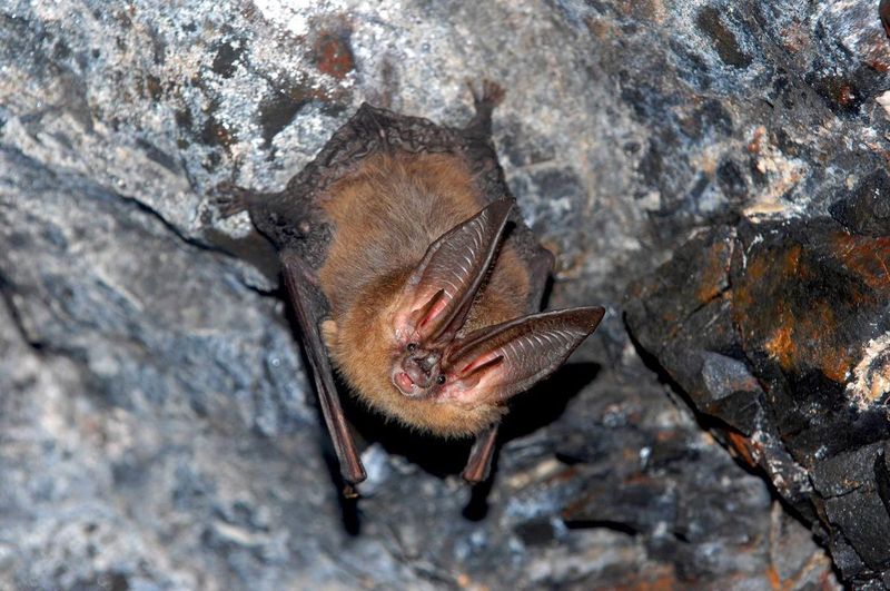 Ozark Big-eared Bat