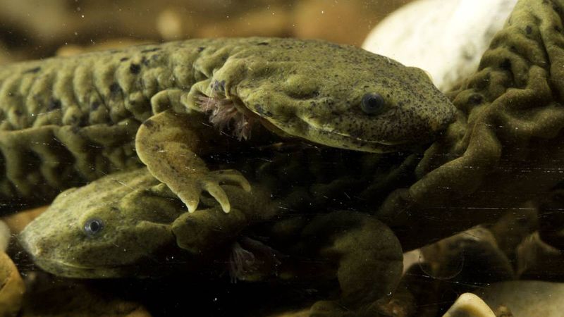 Ozark Hellbender