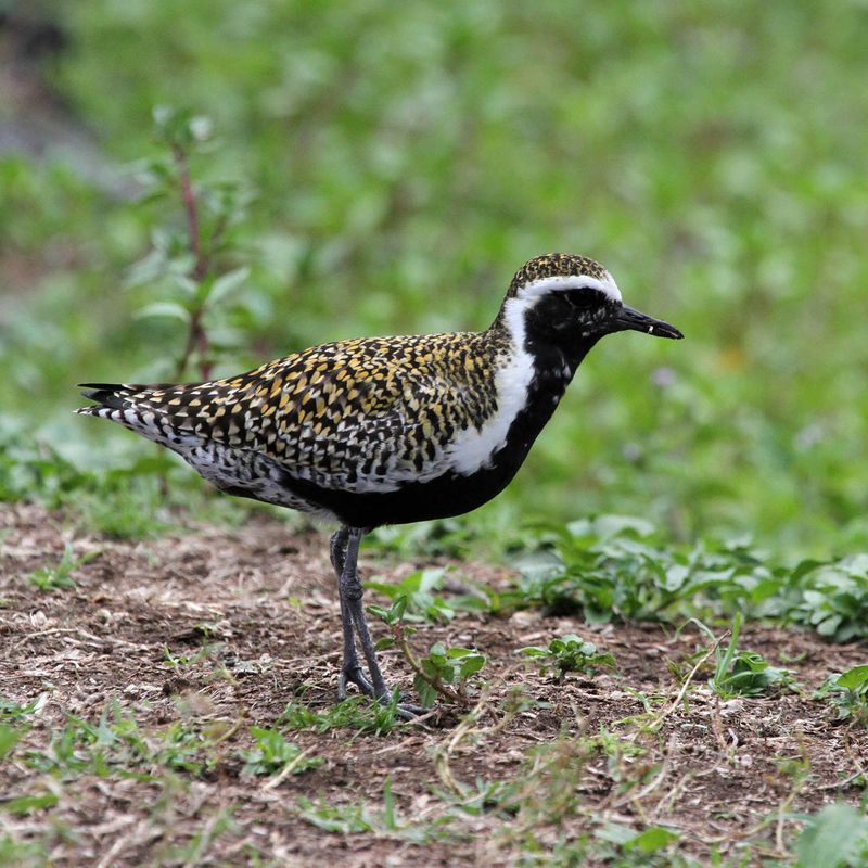 Pacific Golden Plover