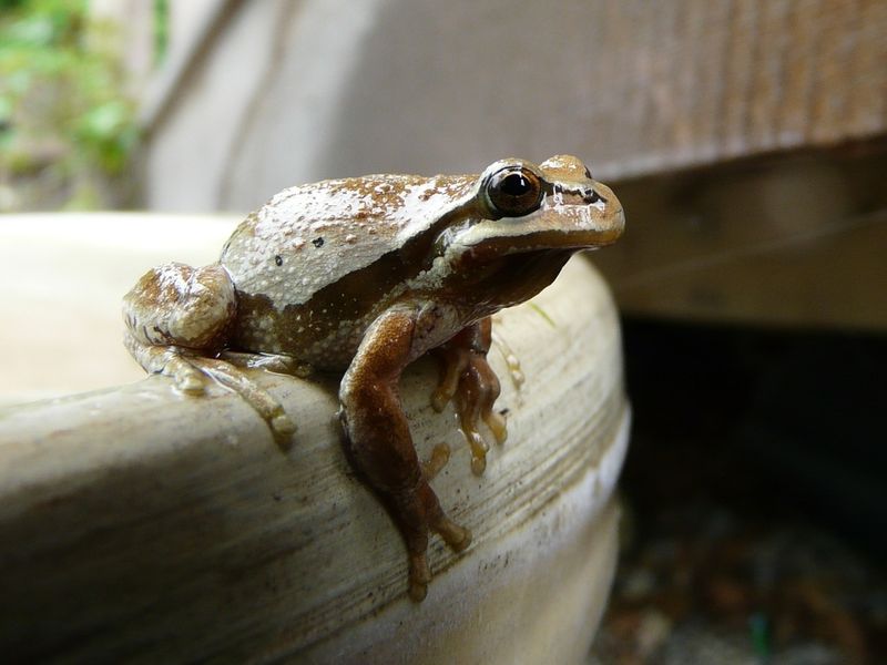 Pacific Tree Frog