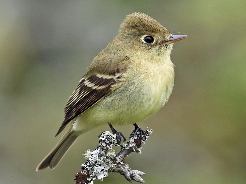 Pacific-slope Flycatcher