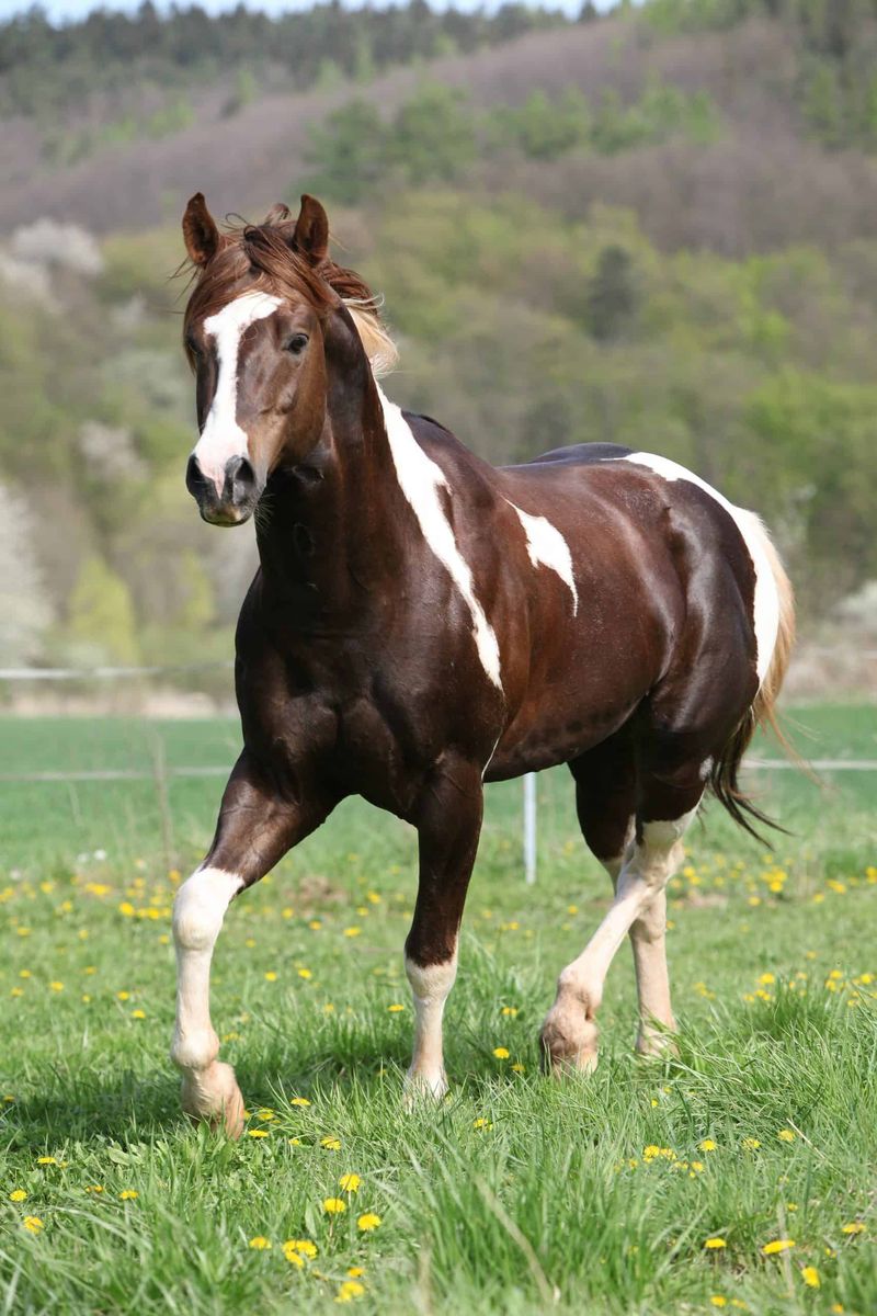 Paint Horse