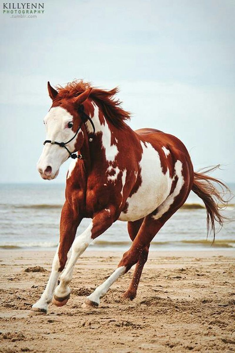 Paint Horse