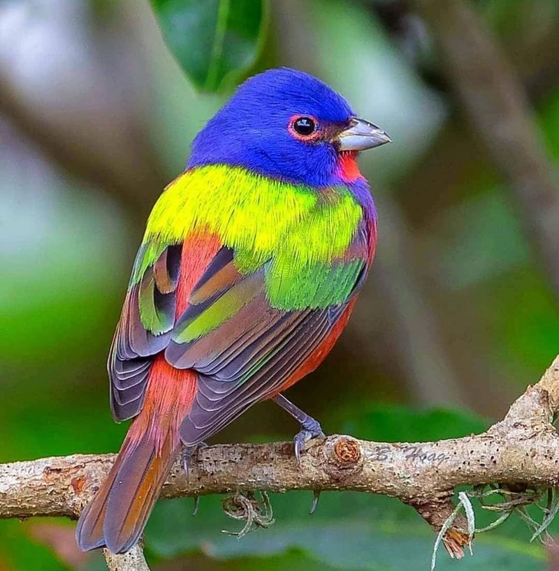 Painted Bunting