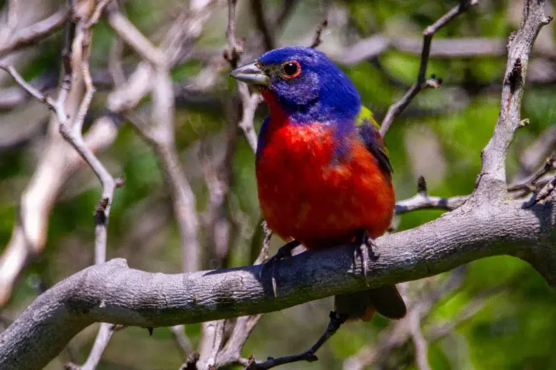 Painted Bunting