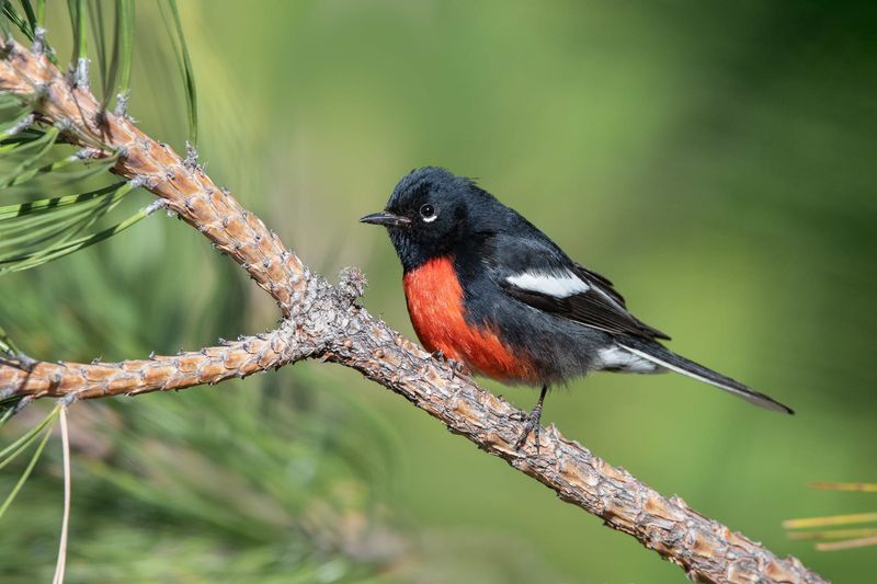 Painted Redstart