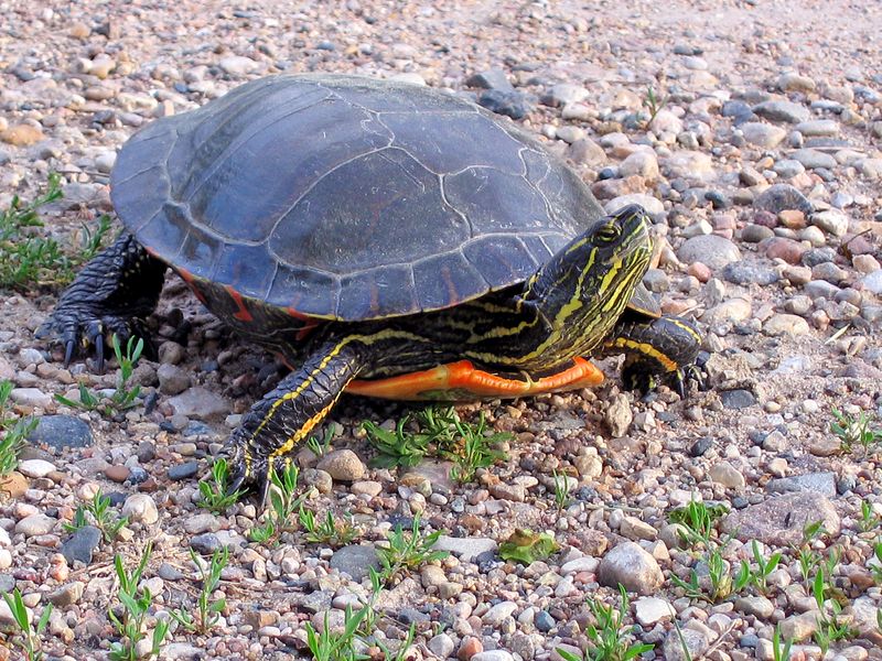 Painted Turtle