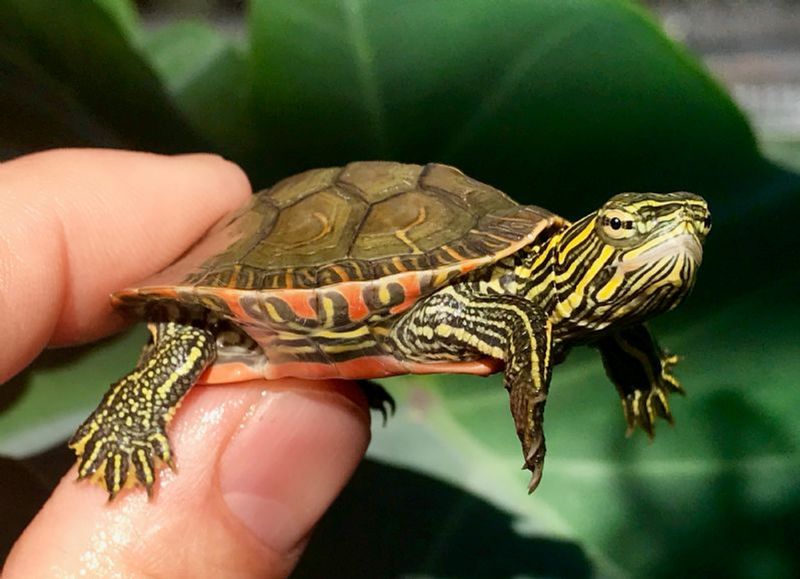 Painted Turtle