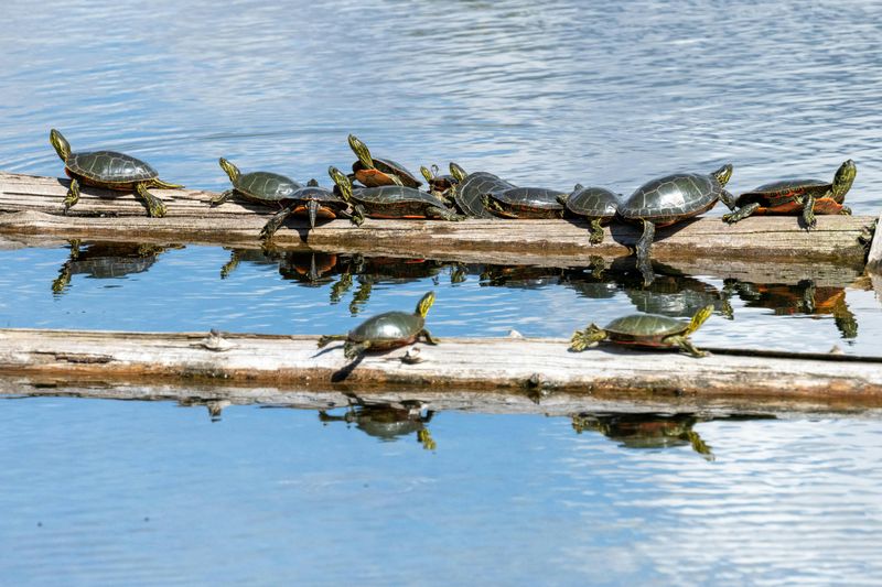 Painted Turtles