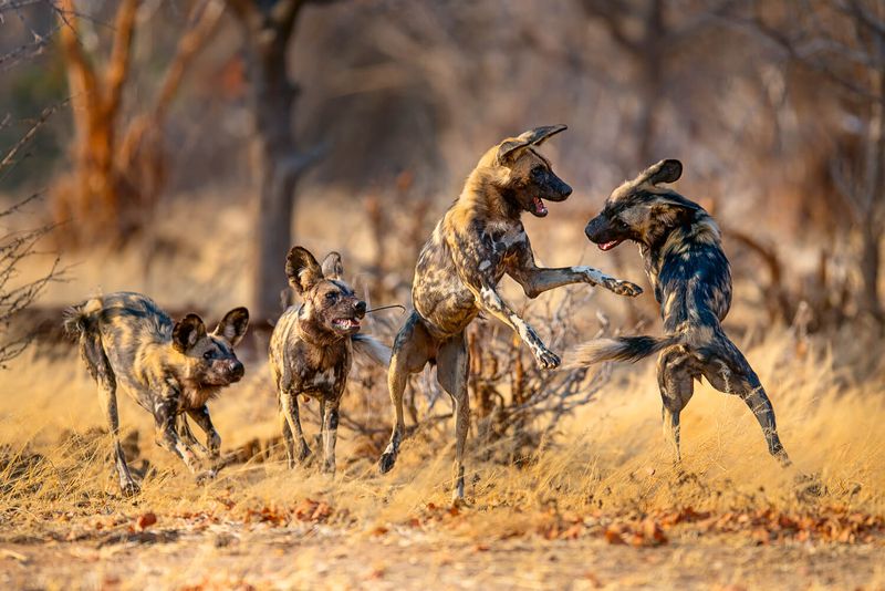 Painted Wolves