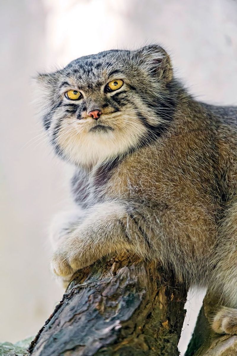 Pallas's Cat