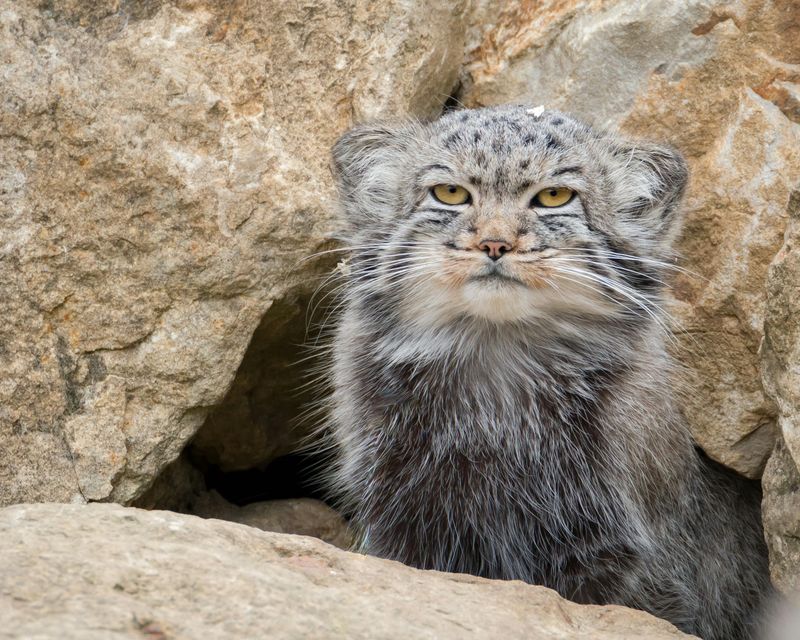 Pallas's Cat