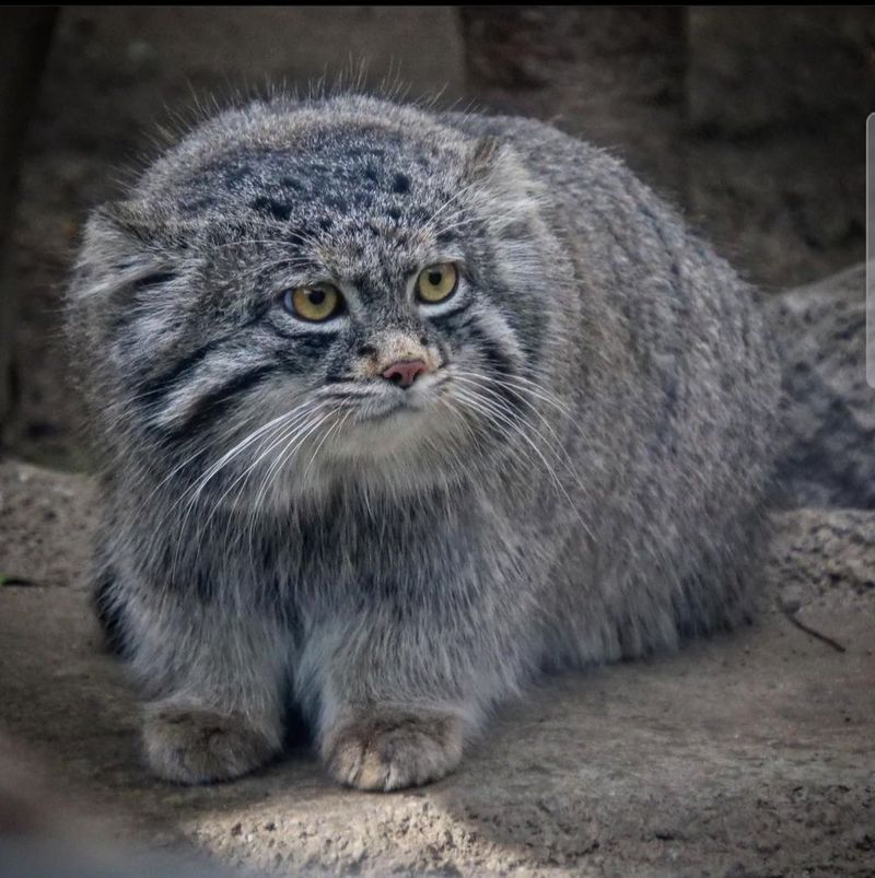 Pallas's Cat