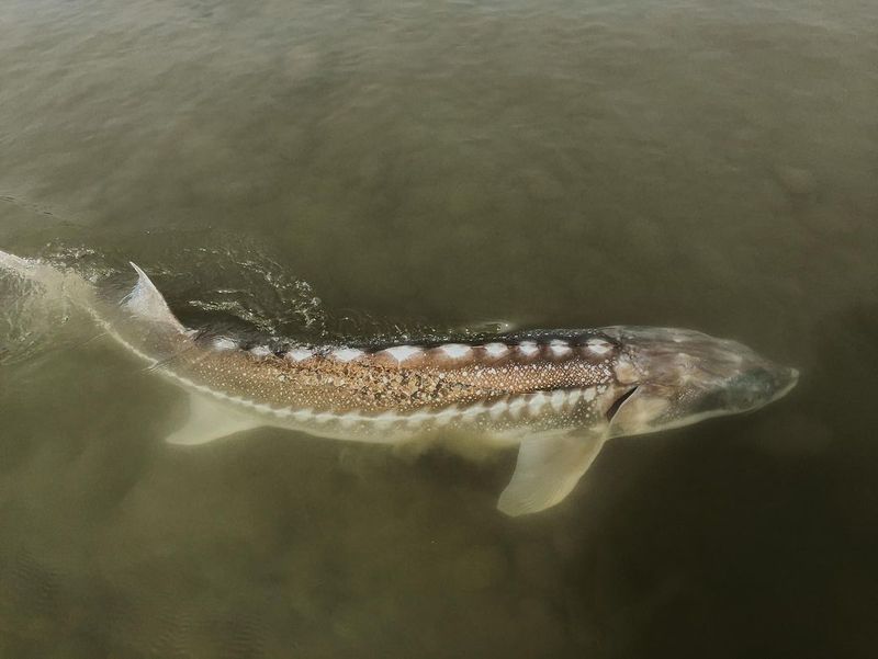 Pallid Sturgeon