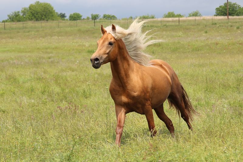 Palomino