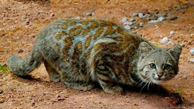 Pampas Cat