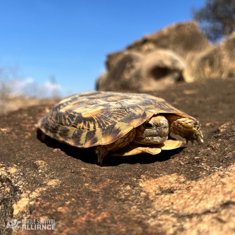 Pancake Tortoise