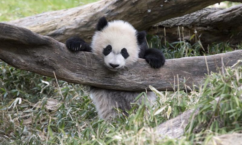 Panda Cub