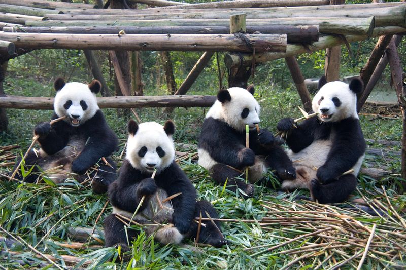 Panda Encounter in Chengdu, China