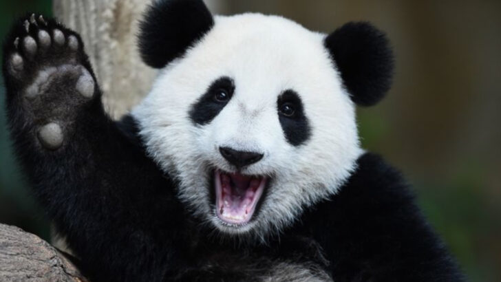 20 Panda Myths Debunked (No, They’re Not Just Lazy)