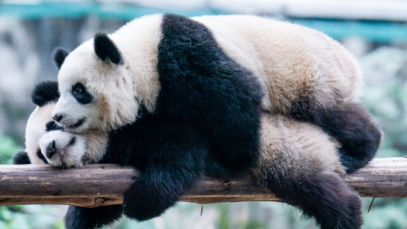 Pandas Are Easy to Keep in Zoos