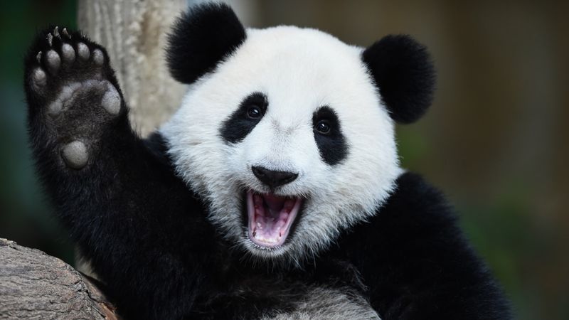 Pandas Are Indigenous to All of Asia