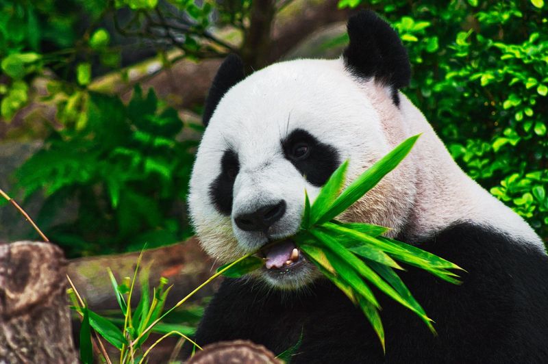 Pandas Are Not Endangered Anymore