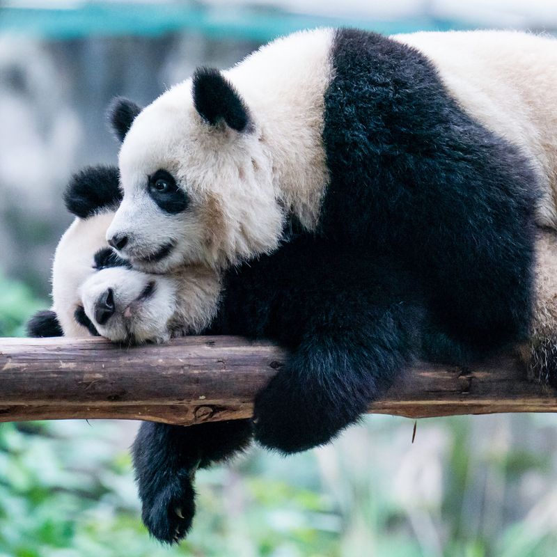 Pandas Are Overly Protected