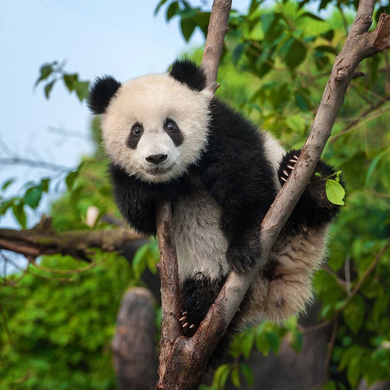 Pandas Are Poor Climbers