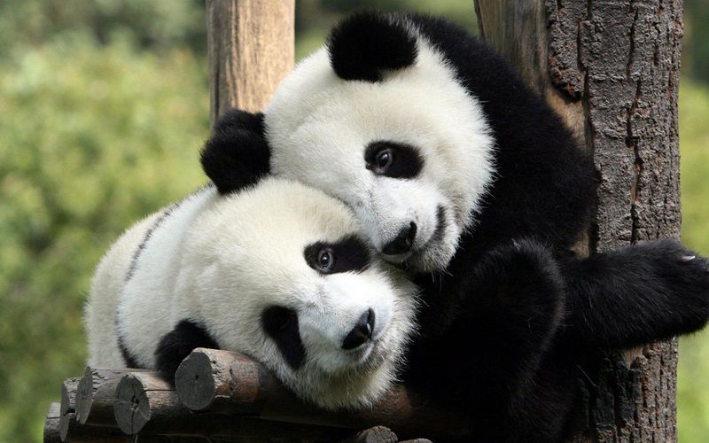 Pandas Are Solitary Animals