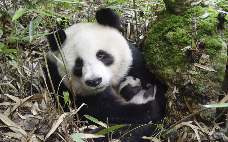 Pandas Cannot Survive in the Wild