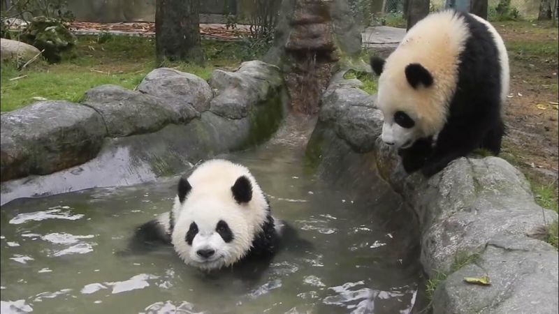 Pandas Cannot Swim