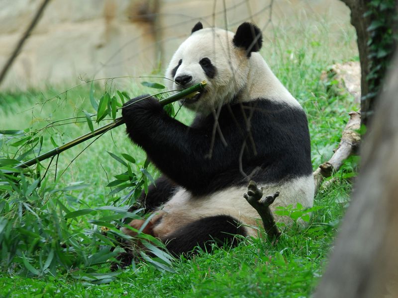 Pandas Only Eat Bamboo