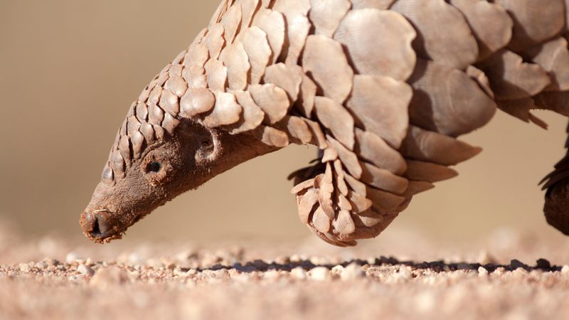 Pangolin