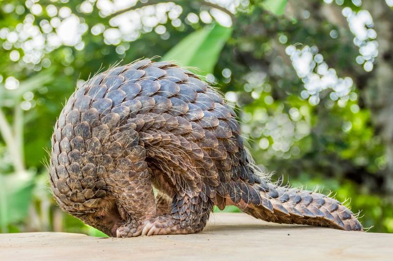 Pangolin