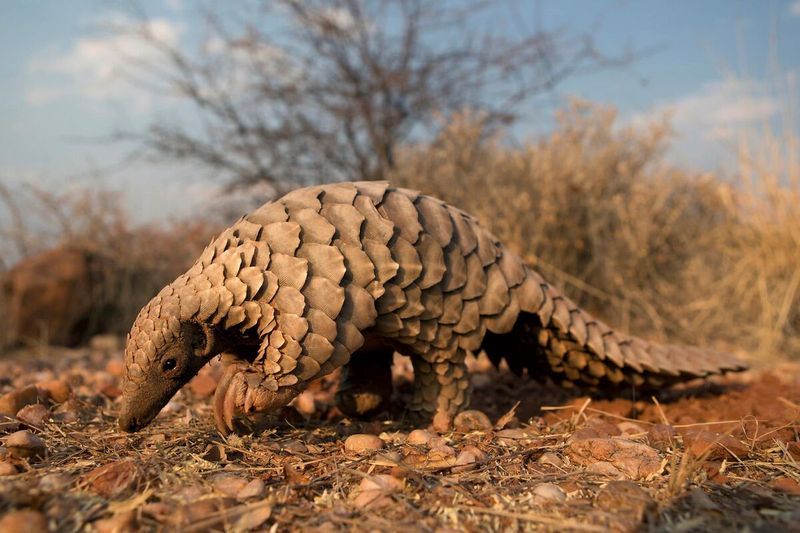 Pangolin's Armor