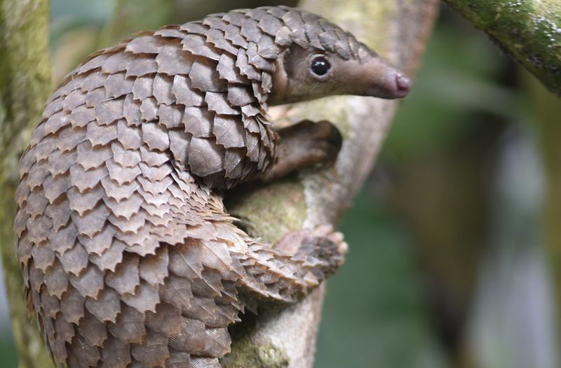 Pangolin