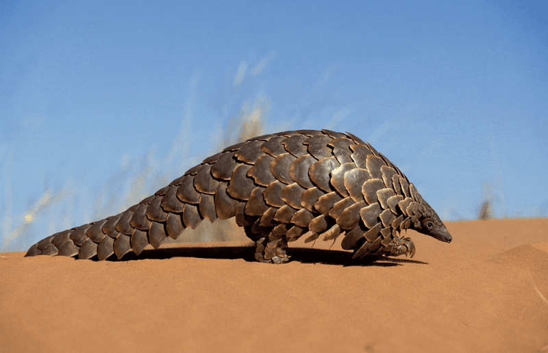 Pangolin