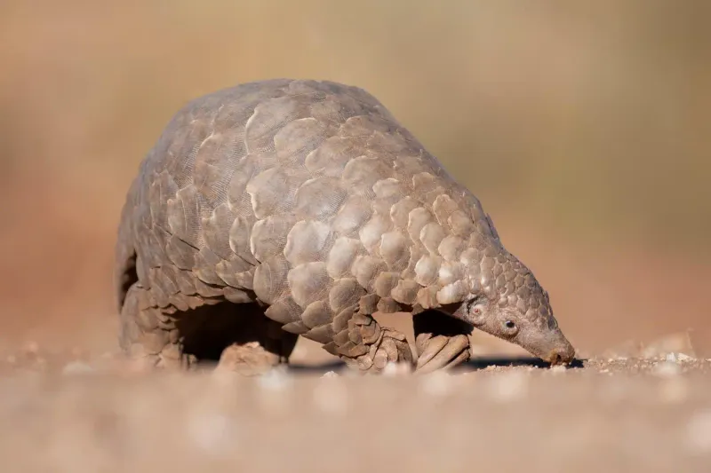 Pangolin