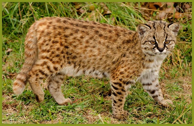 Pantanal Cat