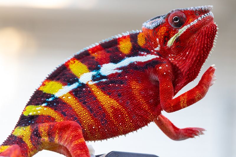 Panther Chameleon